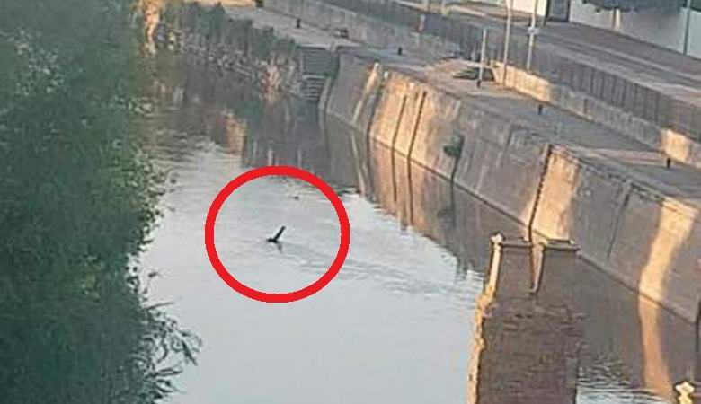 „Създание,