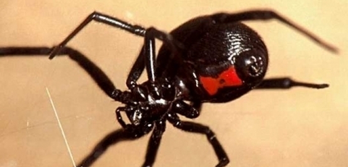 Орди от отровни паяци буквално нападнаха Казахстан