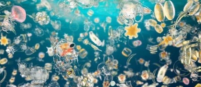 Дължим половината кислород в атмосферата на планктон.