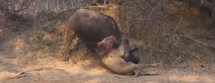 Последната битка на царя на зверовете