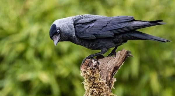 врана кряка 