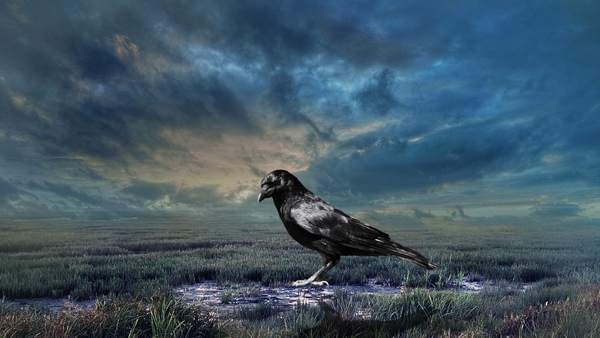 знаци за гарвани 