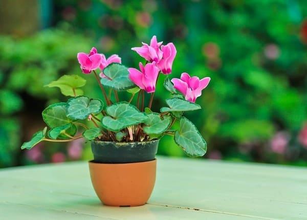 знак за циклама в къщата 