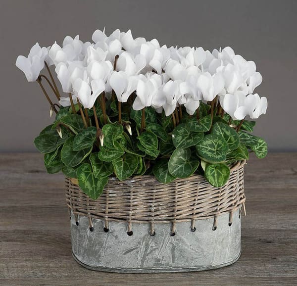 цикламени знаци и суеверия за дома 