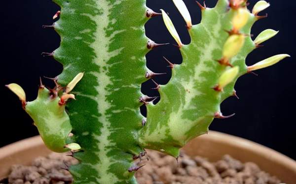 триъгълни поличби и суеверия 