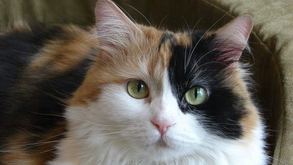 трицветни котешки поличби 