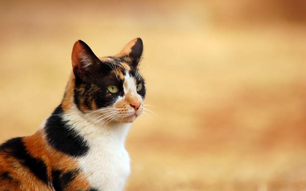 котка 3-цветна 