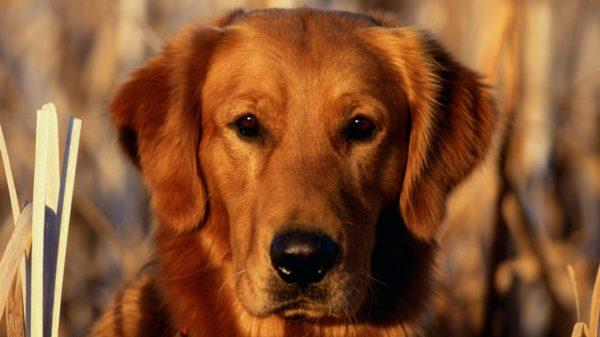 Куче джинджифил 