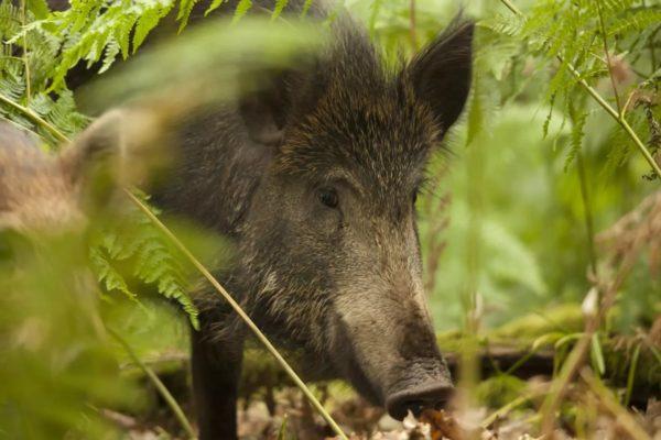 Защо сънува дивата свиня 