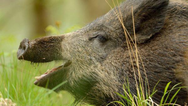 Сънувал глиган 