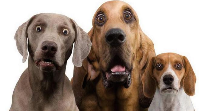 Призрак атакува бездомни кучета