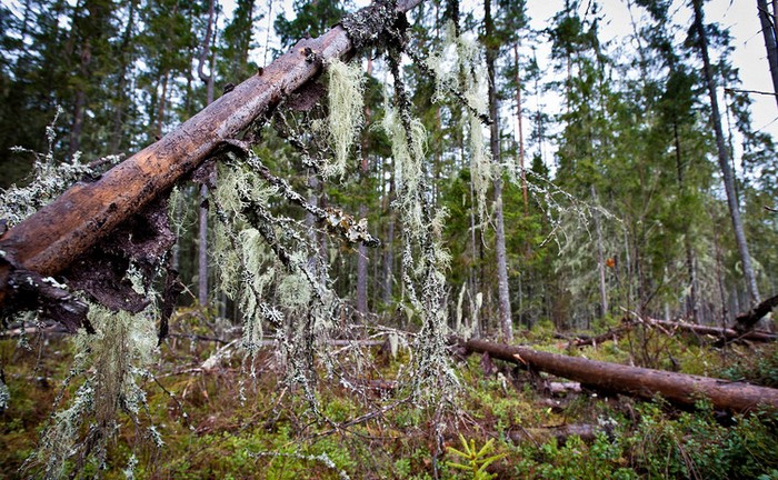 „Призраците