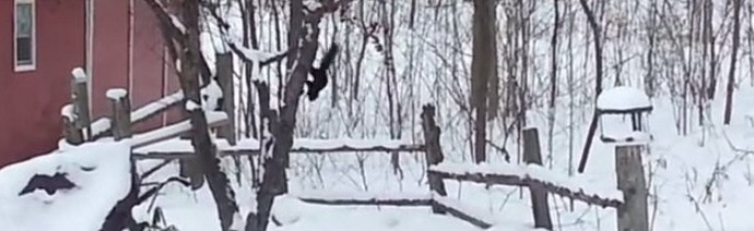 Можете да симпатизирате само на пияна катерица