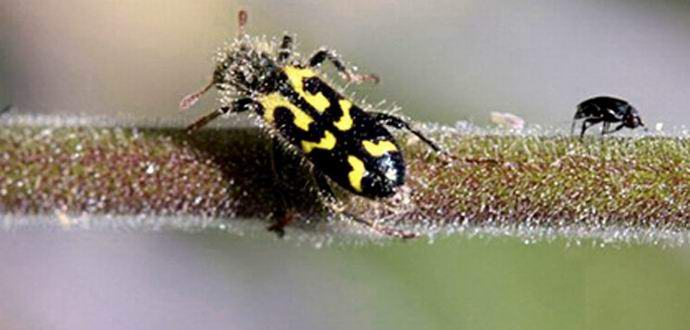 Растението се защитава чрез прилепване към мъртви насекоми.