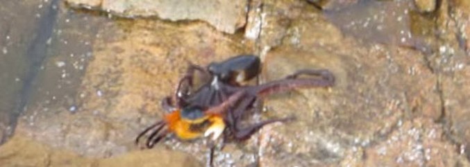 „Най-редкият