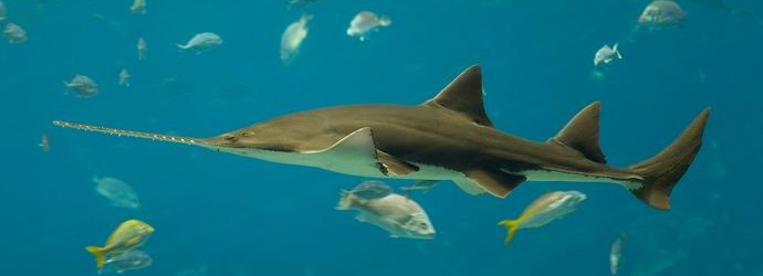 Риба трион може да донесе потомство без партньор