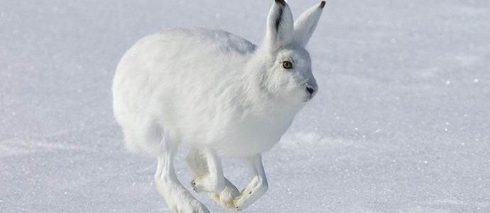 Руският харектер стана звездата на интернет