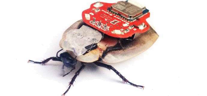 Руснаците са разработили роботизирана шпионска хлебарка