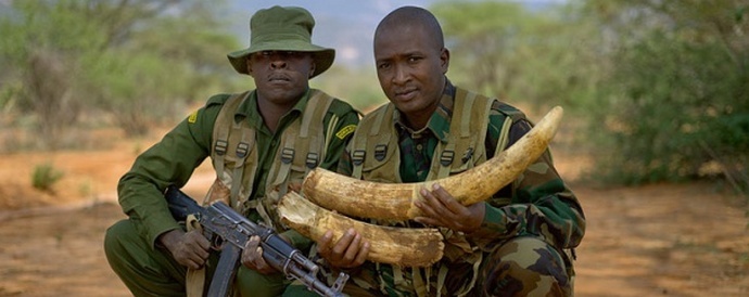 Розовата боя спасява слонове от бракониери