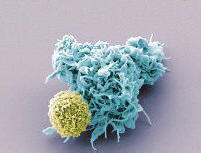 С помощта на вируси човечеството се води от носа