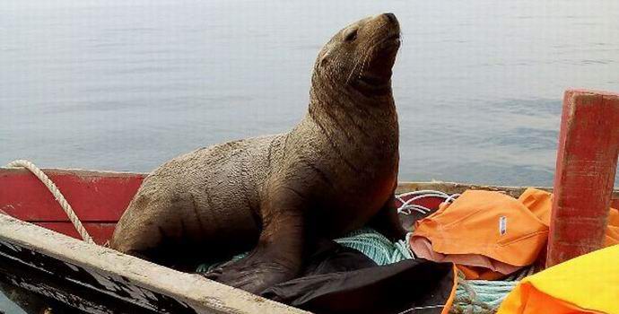 „Сахалинските