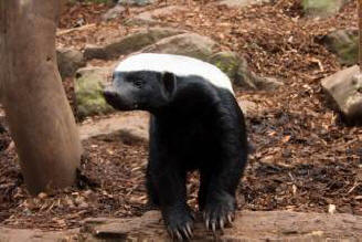 „Най-необичайните