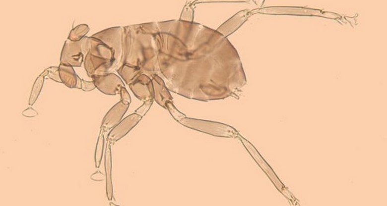 Най-мъничкото насекомо на Земята е мъжки с минимални житейски функции.