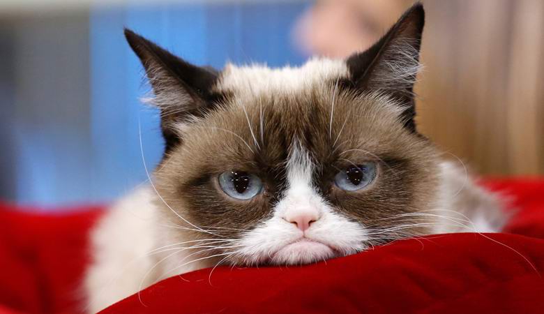 Най-известната котка в света, която я нямаше, беше предложена да се клонира.