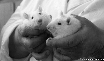 „Сибирските