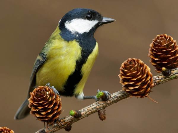 Синигер влетя в къщата през прозорец или балкон: до какво ще доведе това? 