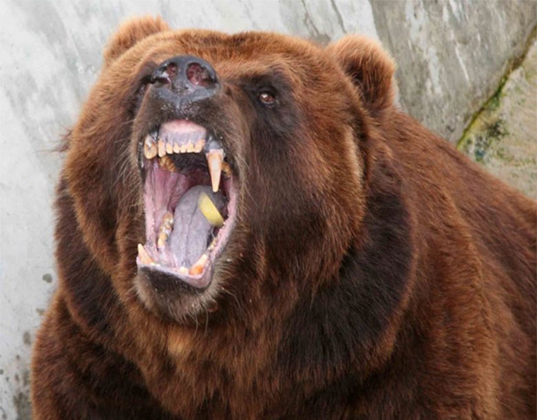 Смело момче спаси роднини от мечка