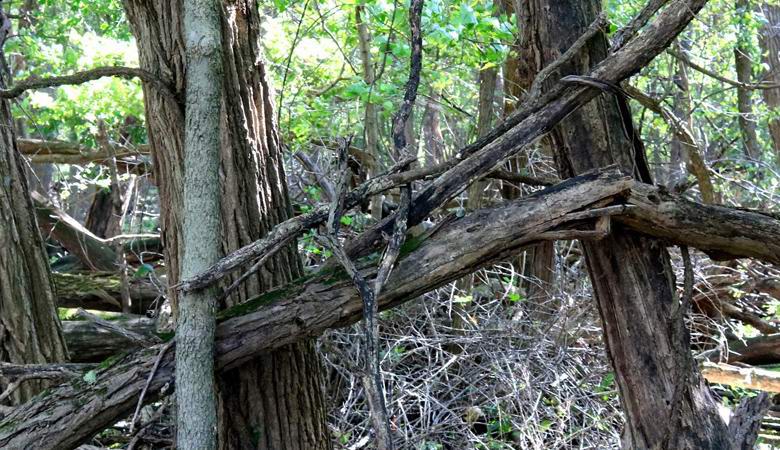 Bigfoot изгражда огради в американската гора