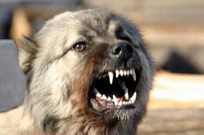 Кучетата също полудяват ли?