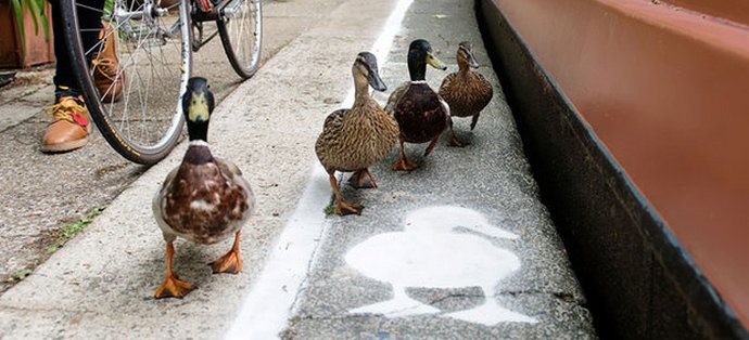 Специални патешки песни се появиха във Великобритания