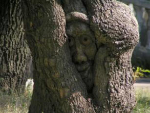 Обзалагам се, че не сте знаели. Защо чукаме на дърва