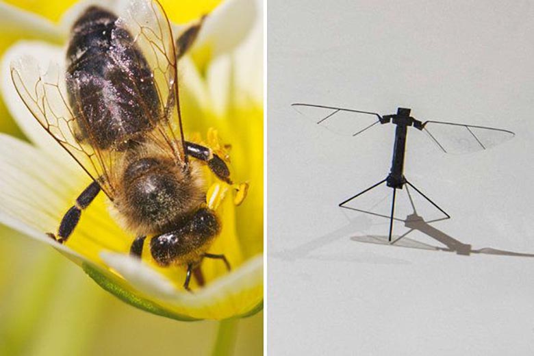 Съединените щати работят върху създаването на пчелни дронове. Учените наблюдават със загриженост.