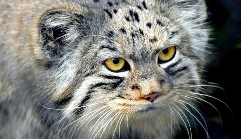 Стара жена, която приюти малко коте, получи лоялен приятел и покровител