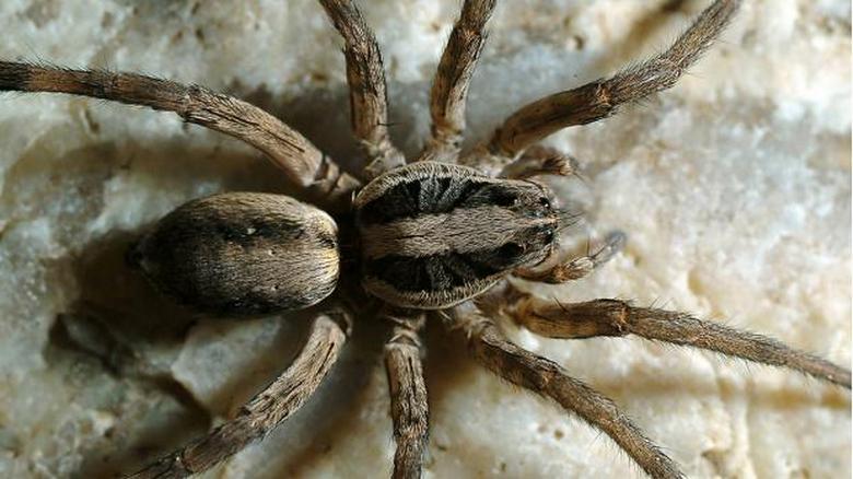 Струва ли си да убивате паяци?