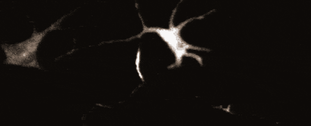 Странни невроноподобни сигнали, открити за първи път в кожните клетки 