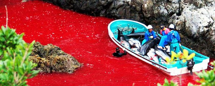 Ужасният сезон за лов на делфини започна