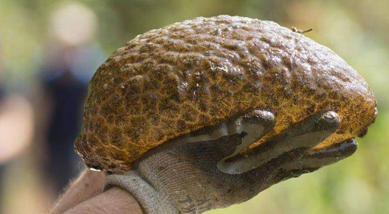 „Същество,