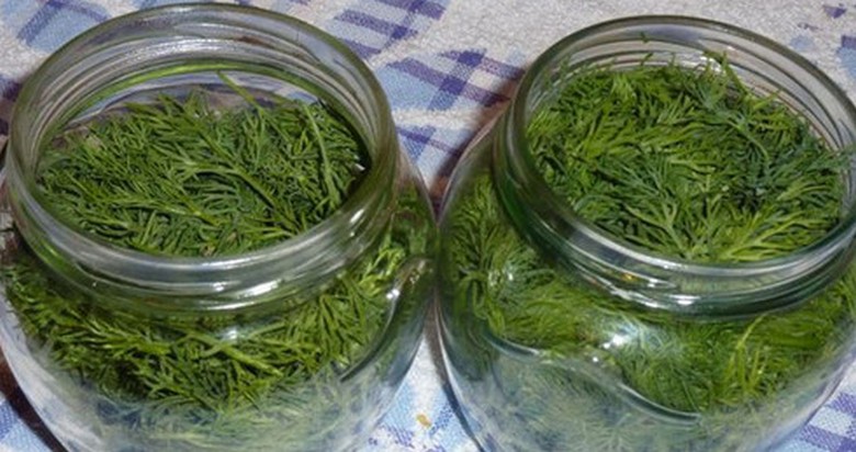 Пресният копър може да се съхранява в хладилник в продължение на няколко месеца.