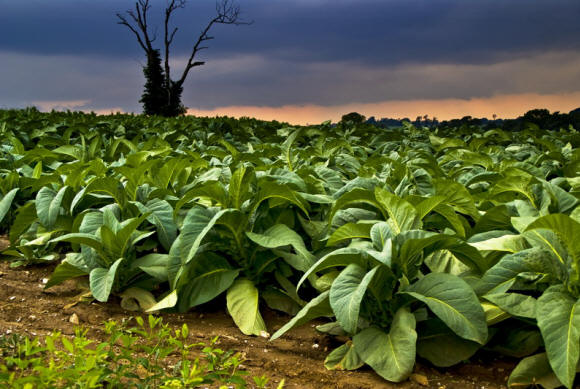 Зловещо тютюнево поле привечер. Забележете две вътрешни вятърни мелници, видими на хоризонта