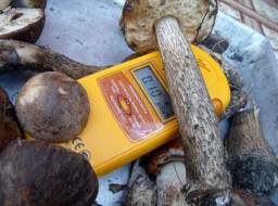 Мистериозна радиация нападна норвежки елен