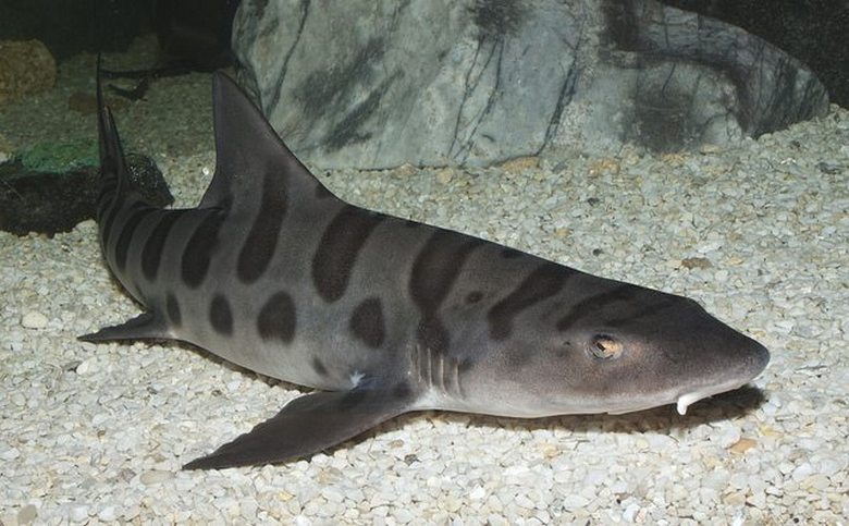 Тайнствен паразит масово унищожава акули