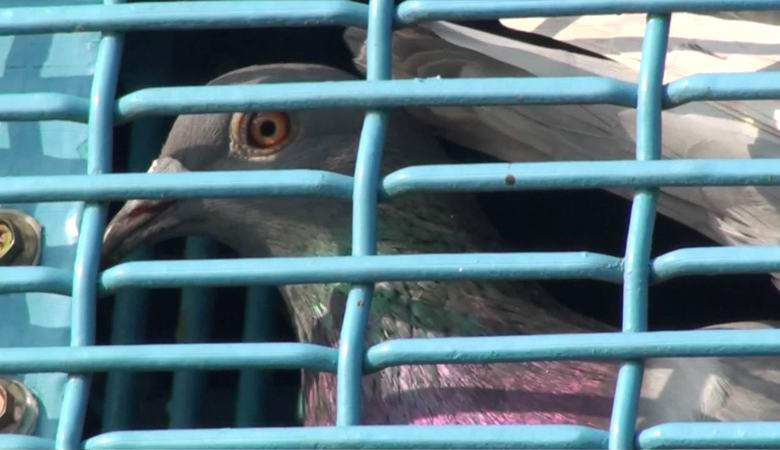 Състезанията за гълъби на Тайван, в които умират стотици хиляди птици, все още възмущават света.