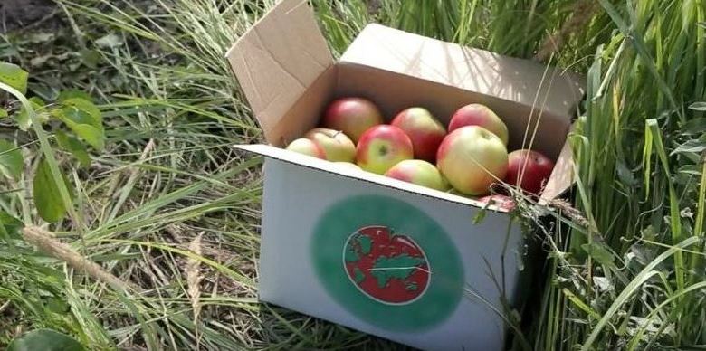 Тамбовските ябълки отиват в космоса