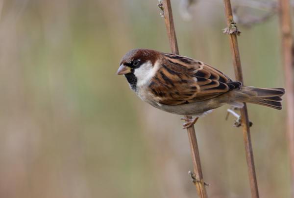 птицата се удари в прозореца и поличбата се счупи 