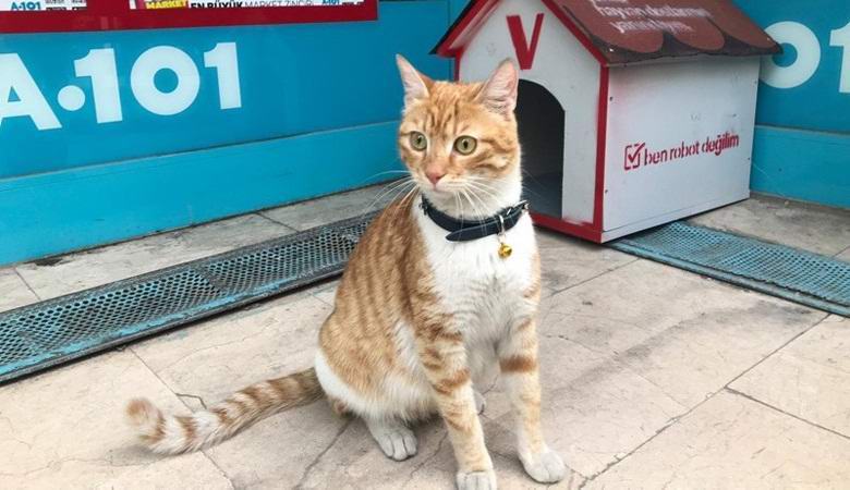 Турски магазин нает