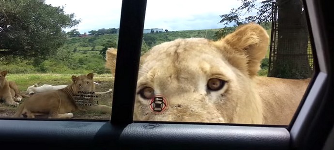 Туристи, внимавайте за умни животни!